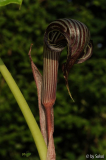 Arisaema fargesii 20120629.jpg