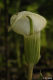 Arisaema candidissima 20120630 (6).jpg