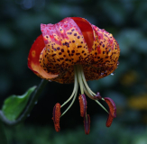Lilium pardalinum 'Milden Red Ball'