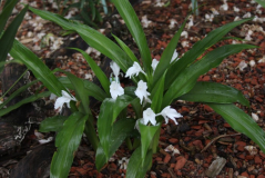 Roscoea nepalensis