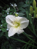 White Temptation 28.7.2010