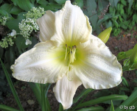White Temptation 16.7.2010