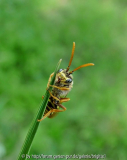 Nomada spec_.jpg