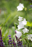 Campanula, weiß