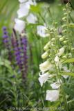 Campanula, Salvia, Digitalis