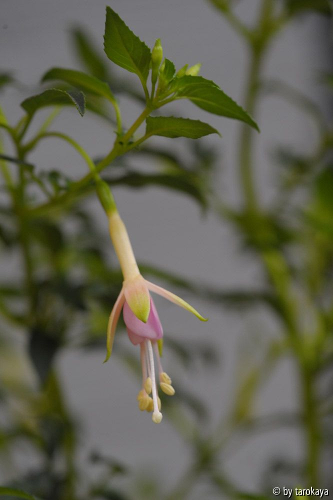 winterharte fuchsie2