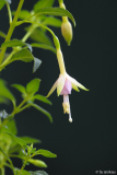 winterharte fuchsie