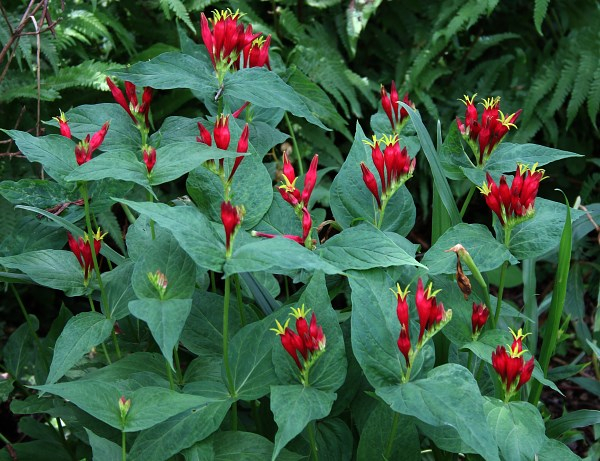 Spigelia marilandica