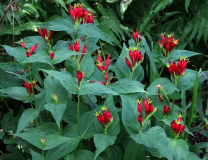 Spigelia marilandica