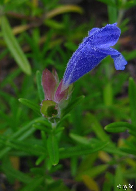 Dracocephalum argunense