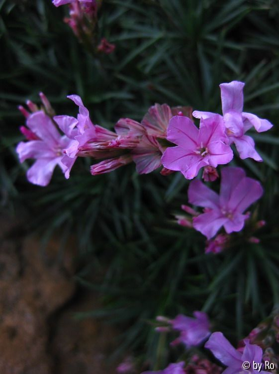 Acantholimonium Blüte