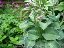 Hosta 'Blue Mouse Ears', Knospen