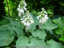 Hosta 'Big Daddy' Blüte