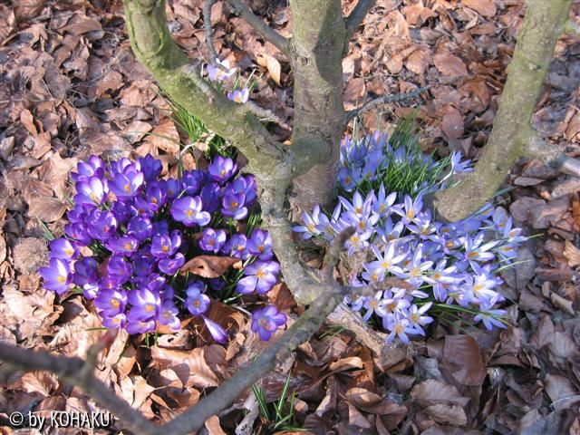 Crocus sp.