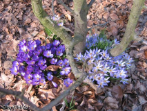 Crocus sp.