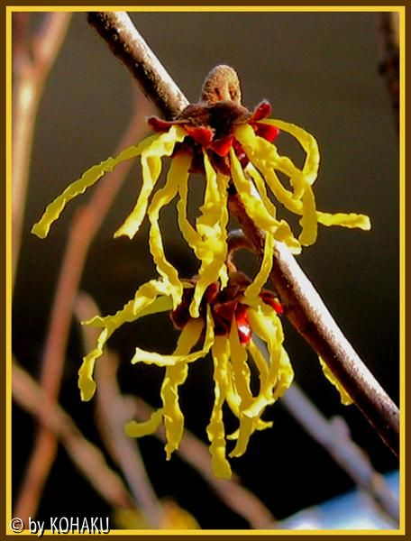 Hamamelis Einzelblüte