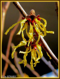 Hamamelis Einzelblüte
