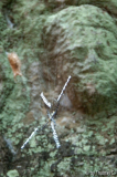 Spinne Angkor - 2