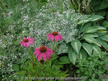 PoWWow Wild Berry.JPG