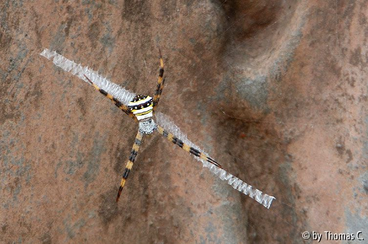 Spinne Angkor - 1