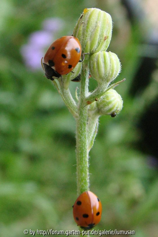 Marienkäfer2