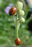 Marienkäfer2