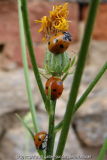 Marienkäfer1