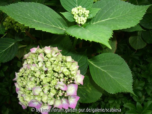 Hydrangea macrophylla Steckling