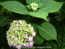 Hydrangea macrophylla Steckling