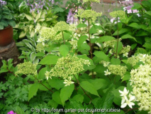 Hydrangea 'Hayes Starburst'