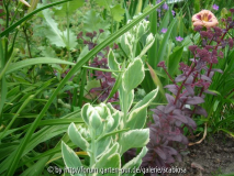 Sedum, roter Sämlg.