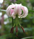 Lilium lankongense