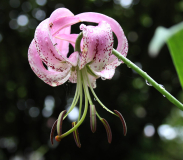Lilium lankongense