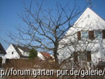 Mein Kirschbaum
