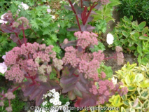 Sedum rotblättrig, Blüte Juni 2012