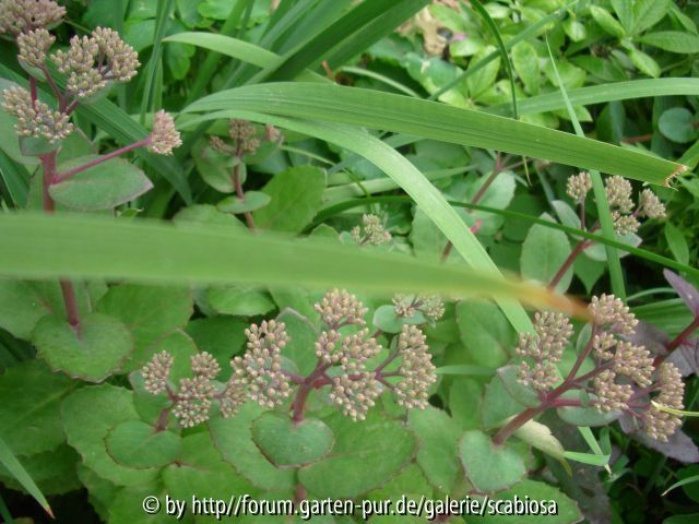 Sedum, namenlos