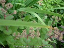Sedum, namenlos