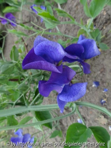 Lathyrus odoratus Heathcliff (07/2012)