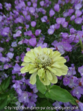 Zinnia Green Envy with Godetia Lilac Lady (07/2012)