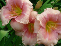 Hemerocalis 'Janice Brown'