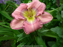Hemerocallis 'Magnificent Rainbow'