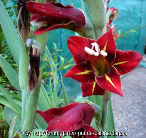 gladiolus sp2