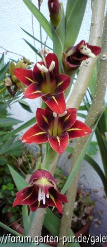 gladiolus sp1