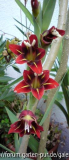 gladiolus sp1