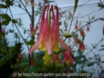 Aquilegia canadensis 2