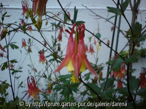 Aquilegia canadensis 3