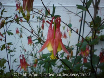 Aquilegia canadensis 3