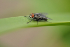 Dicke Fliege