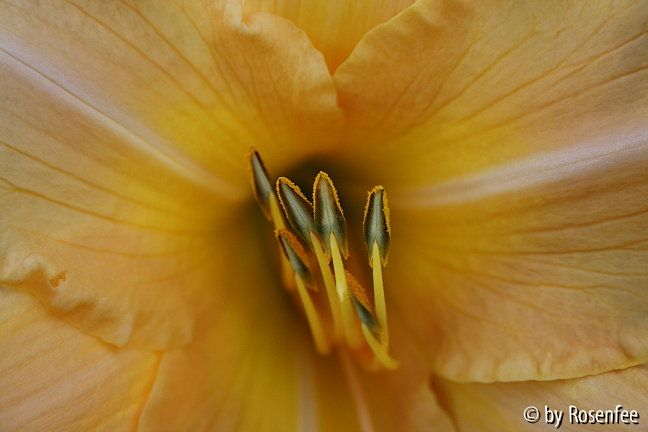 Hemerocallis-Makro