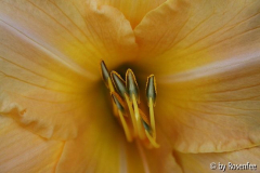 Hemerocallis-Makro